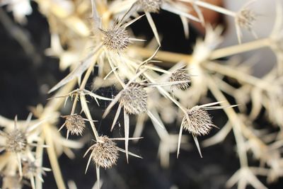 Close-up of wilted plant