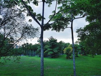 Trees in park against sky