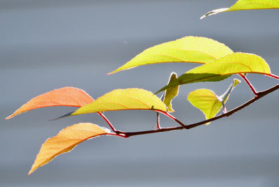 Close-up of yellow flowering plant during autumn