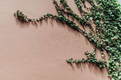 Climbing ivy on a pink wall used for decoration