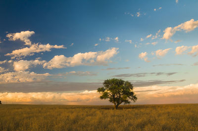 Tree on field against sky during sunset