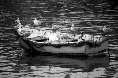 Swans on lake