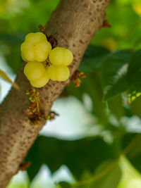 Low angle view of yellow flower tree