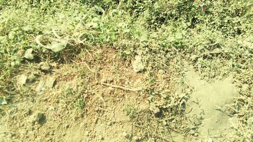 High angle view of plants growing on field