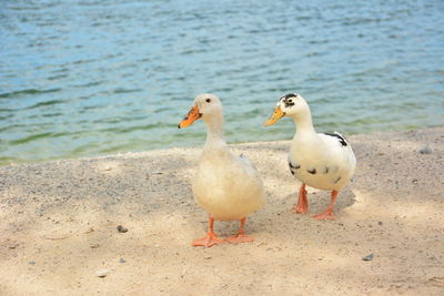 Ducks on beach