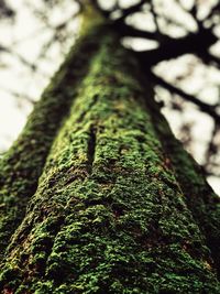 Close-up of moss growing on tree trunk