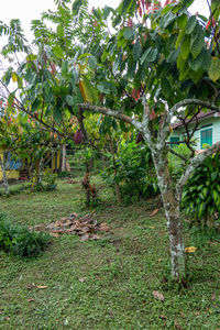 Trees growing on field