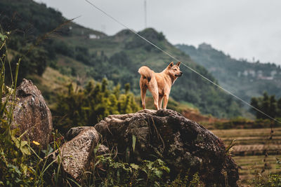 Dog standing on rock against mountains