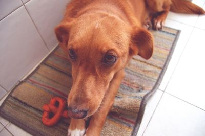 Portrait of a dog