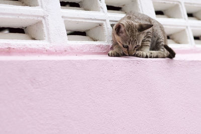 Cat sleeping in a wall