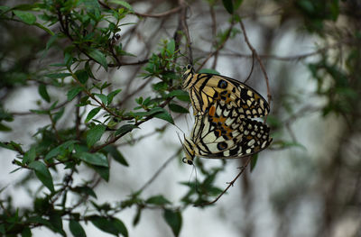 Close-up of butterfly on leaf