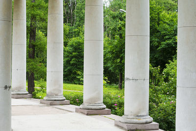 View of trees in row