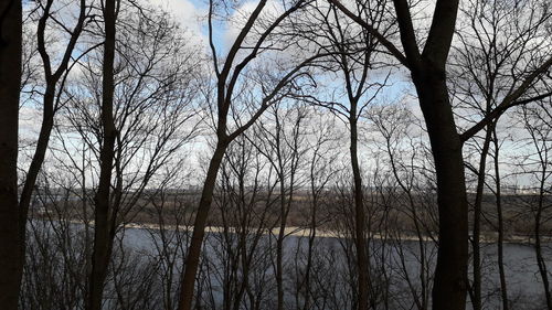 Bare trees in forest against sky