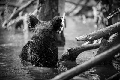 Close-up of a horse in a river