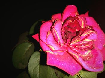 Close-up of pink orchid against black background
