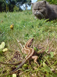 Close-up of lizard an cat on grass