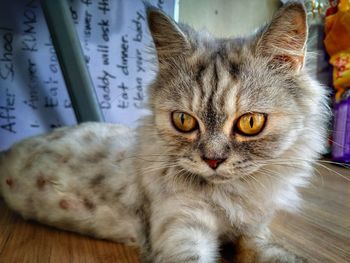 Close-up portrait of cat relaxing at home