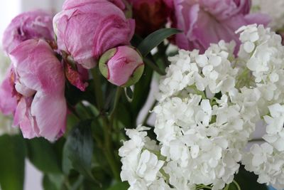 Close-up of pink flowering plant