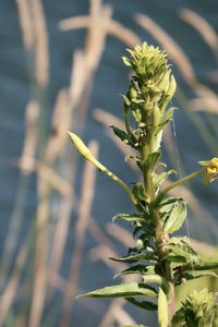 Budding flowers