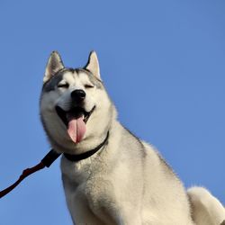 Low angle view of a dog on blue sky