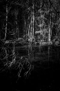 Reflection of trees in lake