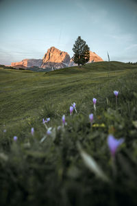 Scenic view of grassy field against sky