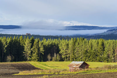 Scenic view of field against sky