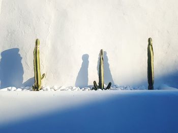 Cactus in planter against whitewashed wall