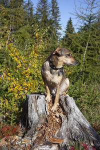 Dog sitting on wood