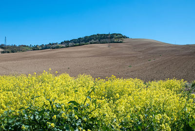 Scenic view of field against clear blue sky