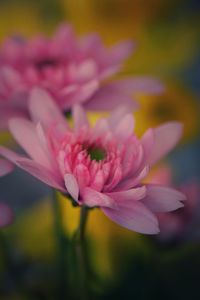 Close-up of pink flower