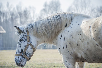 Horse standing on field