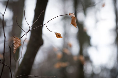 Close-up of dry leaves on plant