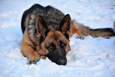 Close-up of dog on snow field