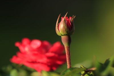 Close-up of red rose bud