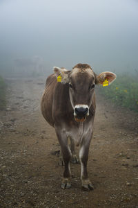 Portrait of a cow standing at the allgäu alps, oberstdorf, germany. cow farming at the alps mountain