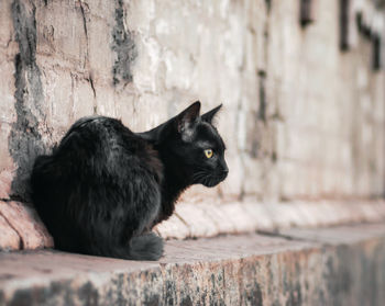 Black cat sitting on wall