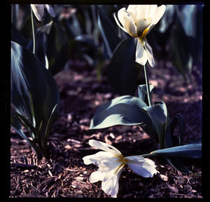 Close-up of flowers