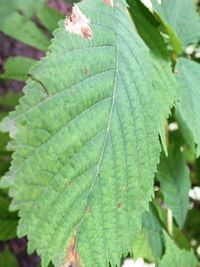 Close-up of green leaves