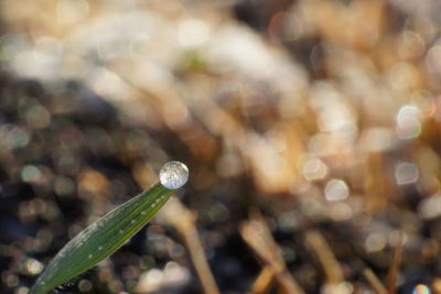 Close-up of plant against blurred background