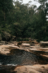 Scenic view of river in forest