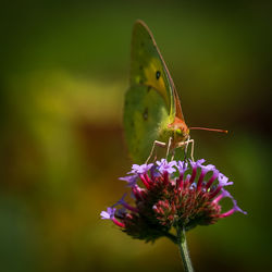 Close-up of butterfly pollinating on purple flower