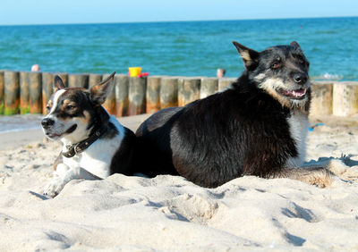 Dog on the beach