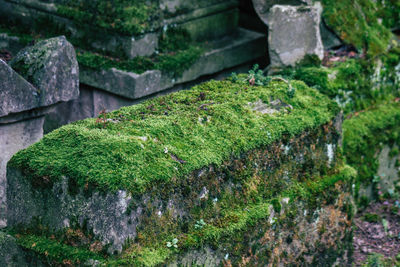 Close-up of moss growing on rock