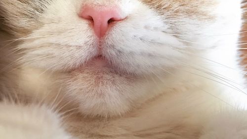 Close-up of cat sleeping