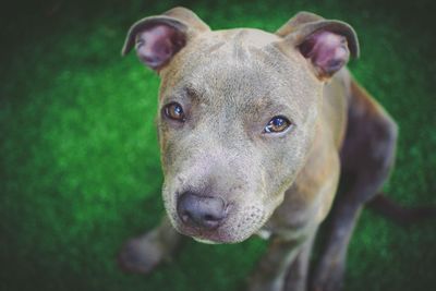 Close-up portrait of a dog