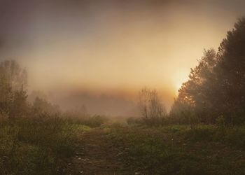 Trees in foggy weather