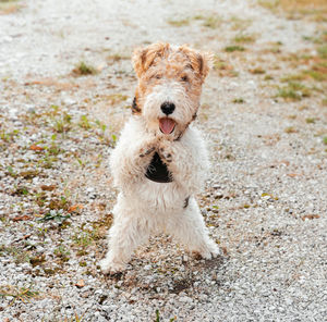 Energetic fox terrier's daylight stroll, home and open clearing create a scene, veterinary clinic