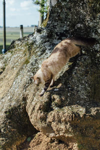 Close-up of a cat on rock