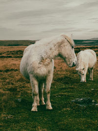 Sheep grazing on field